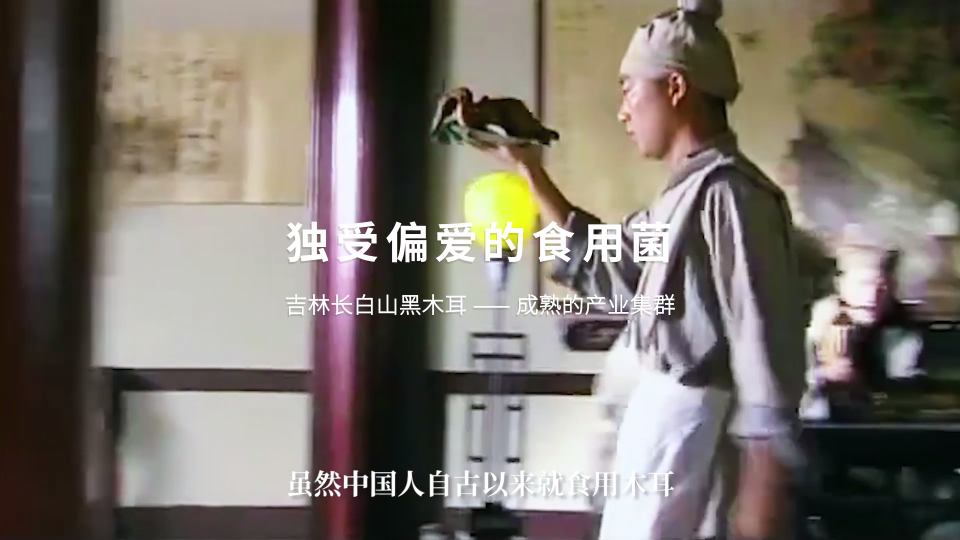 独受偏爱的食用菌，吉林长白山黑木耳——成熟的产业集群