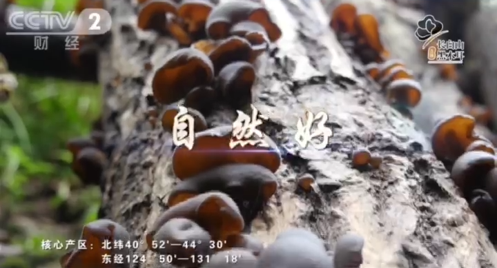 【震撼上线】吉林长白山黑木耳强势登陆CCTV-2，传播“吉字号”品牌硬实力